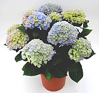 אורטנזיה אורטנזיה